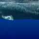 Image for article titled These beautiful portraits of whales will make you weep at the wonder of the universe (no, really)